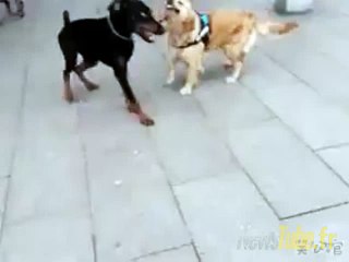 Ce chien a été élevé sur les films van damme