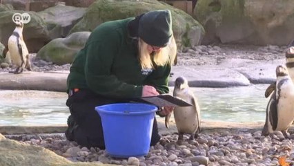 Zoológico científico mais antigo do mundo inicia censo