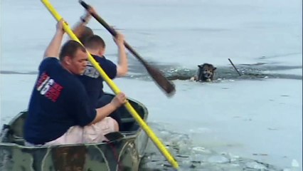 Ils interviennent pour sauver un chien piégé dans un lac gelé!