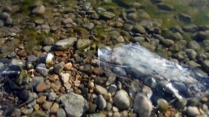 baignade du 1er janvier 2017