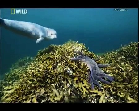 Дикая природа Армия лососевых акул National Geographic