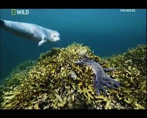 Дикая природа Армия лососевых акул National Geographic