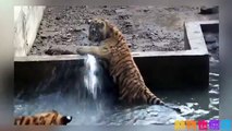 可愛的小老虎玩水洗澡的萌樣