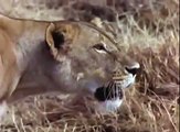 Hyenas vs Lions, Hyenas beat up and steal lions kills