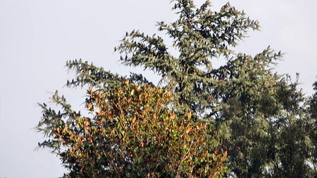 Concerto di uccelli migratori a Roma