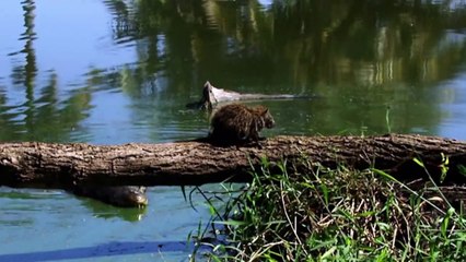 Cuba: The Seed of Paradise - ¡Now in High Quality! (Part 5/5)