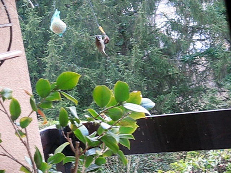 Mésange huppée janv 2017