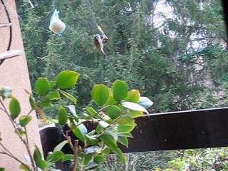 Mésange huppée janv 2017