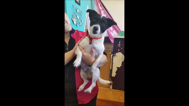 Oh My Dog! Pet Grooming - (801) 690-9047