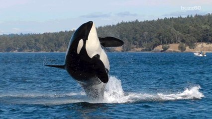 The World's Oldest Known Killer Whale Is Presumed Dead