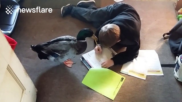 Nibbles the pet duck helps owner with homework