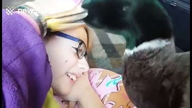 Possessive pet duck doesn't want to 'share' his owner