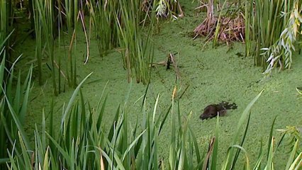 The bull, the most powerful animal and symbolic of the earth - Now in High Quality! (Part 2/5)