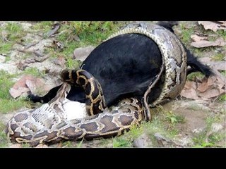 Name : Anaconda Vs Tiger | Wildlife