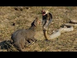 Mongoose Vs Snake | Wildlife