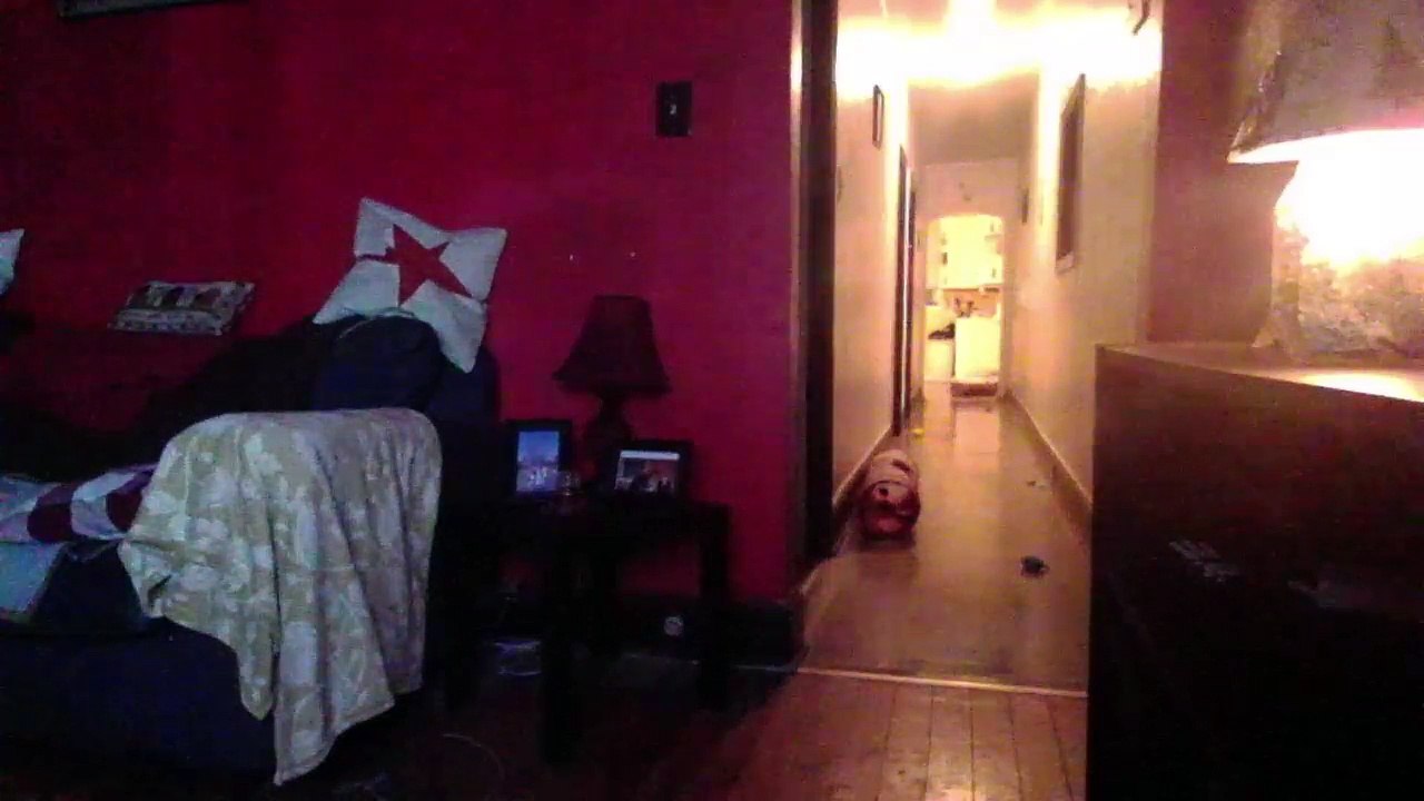 Cat cam returns! (23)