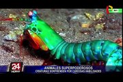 Animales superpoderosos: criaturas sorprenden por curiosas habilidades