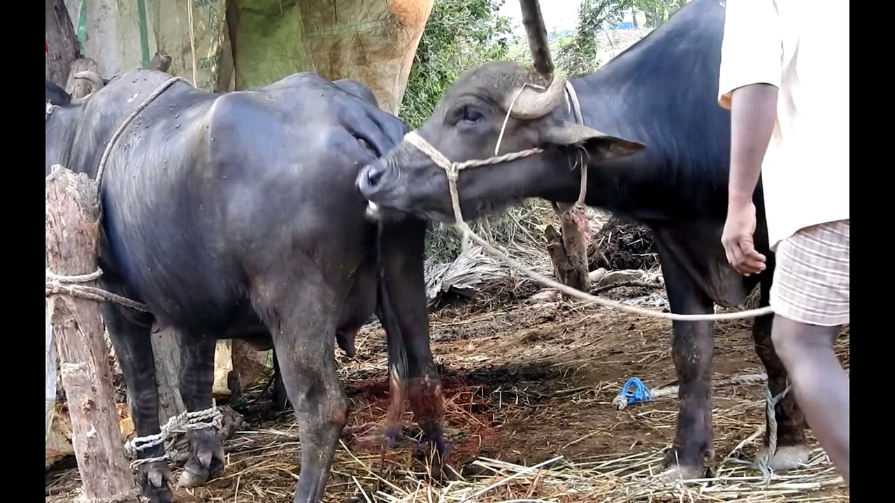 Buffalo Murrah - Buffalo Mating