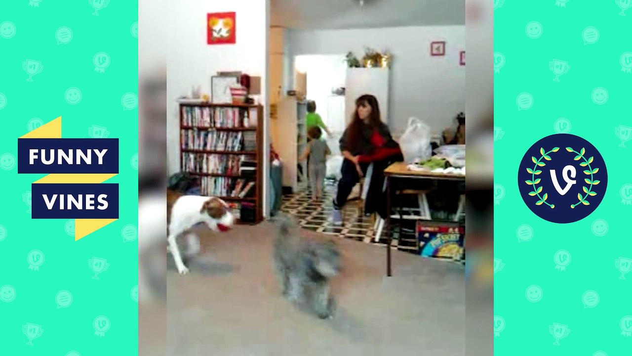 Try Not To Laugh Challenge    Funny Animals Vines Compilation