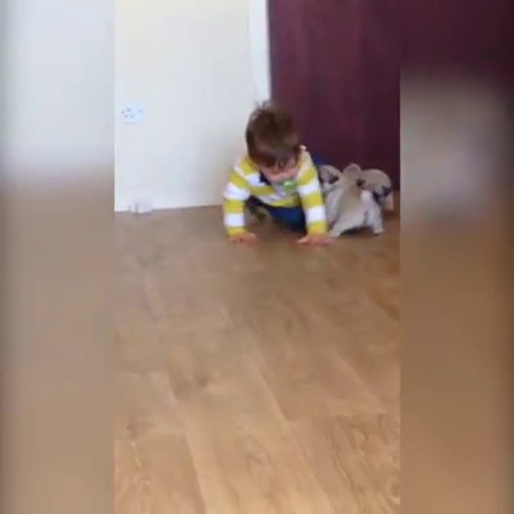 Dogs poppy With Human Child Funny Or Funny Dog poppy think  he is momKids Funny Video,Baby Popcy,funny baby fails,funny baby videos,baby videos,funny children videos,children funny videos,videos for kids,