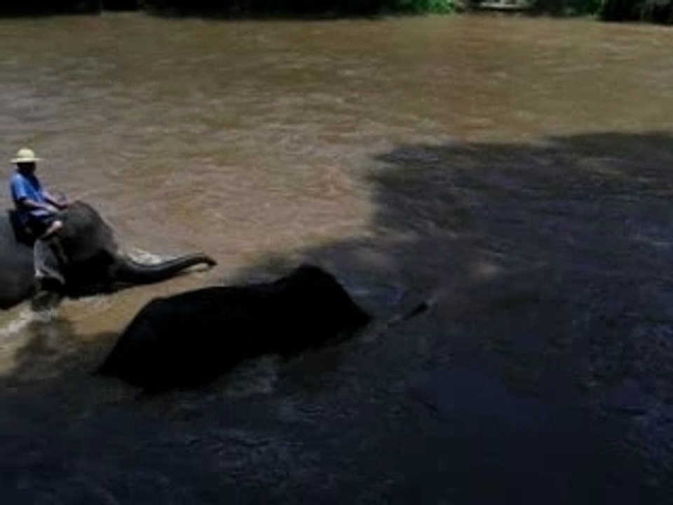 Le bain des éléphants