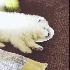 When you're lazy but cute enough to get away with it