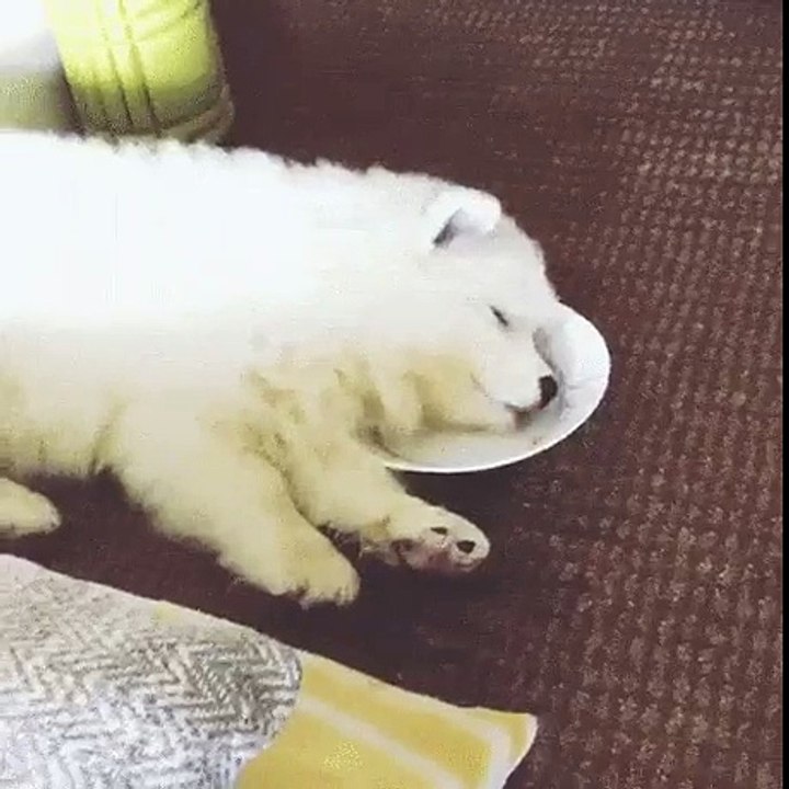 When you're lazy but cute enough to get away with it