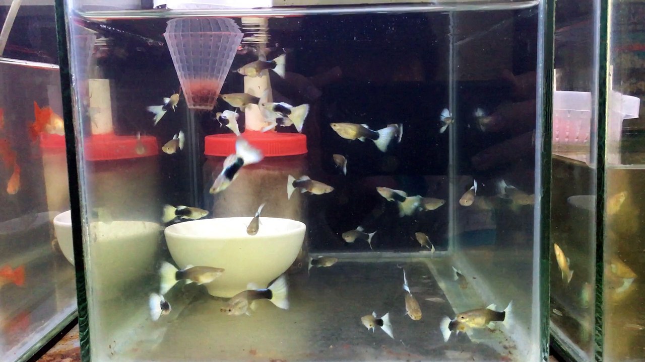 Germany tuxedo white