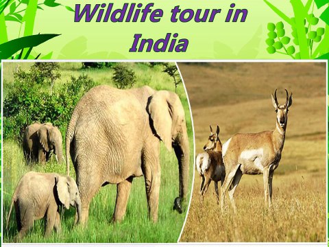 Taj Mahal, Luxury Trains and Wildlife tour in India