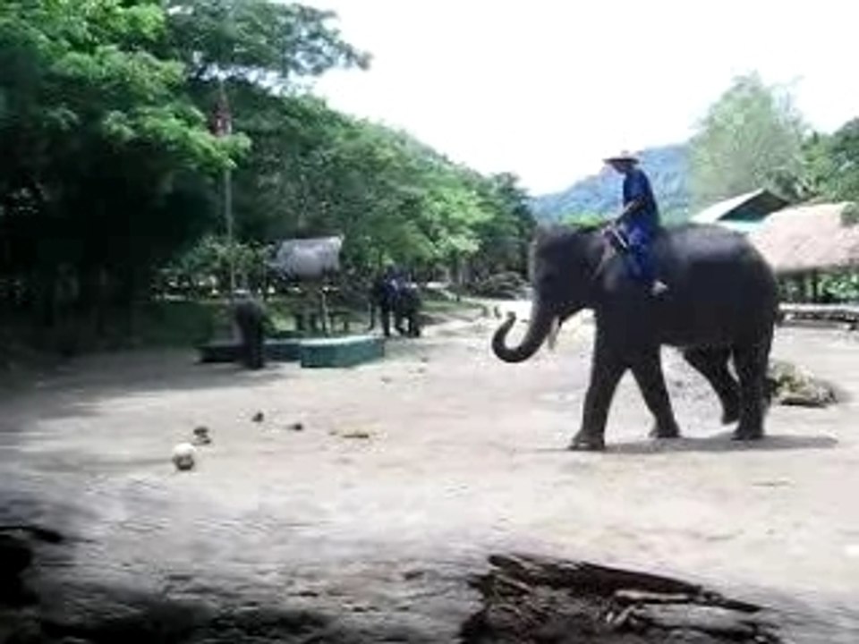 les éléphants jouant au foot
