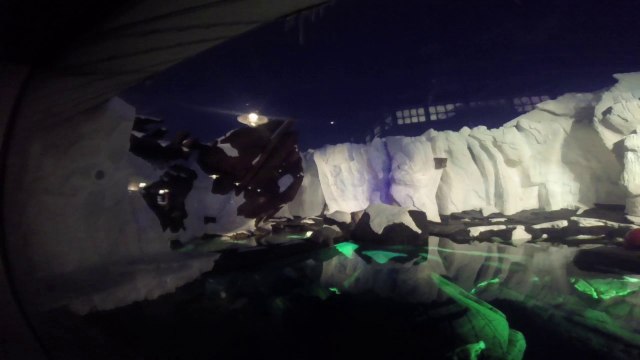 Polar Bears - SeaWorld San Diego - Wild Artic