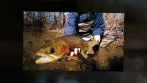 Fly Fishing for Trout in North Platte River