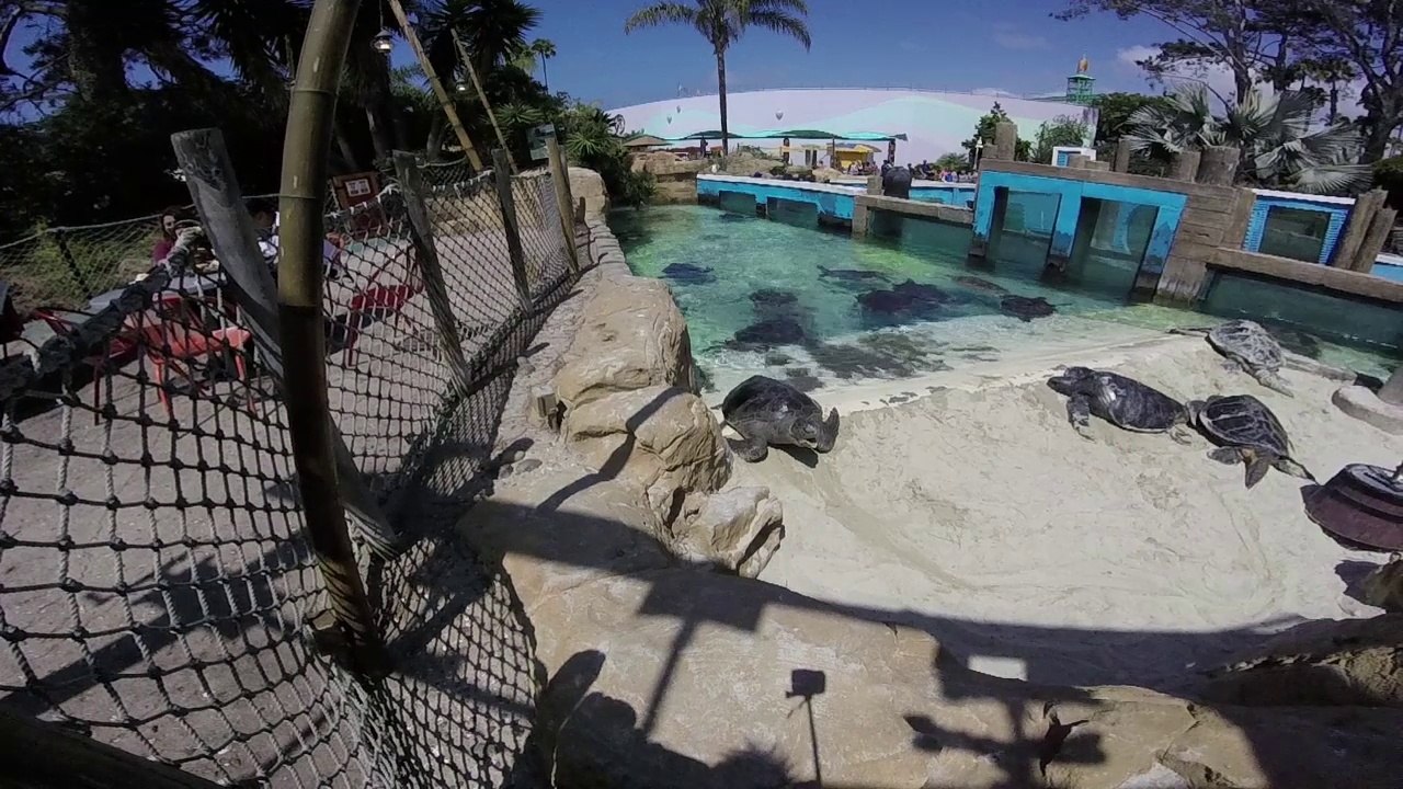 Sea Turtles - SeaWorld San Diego