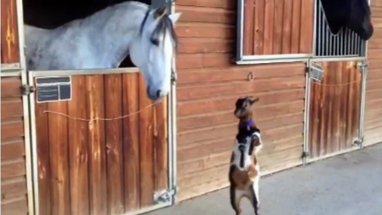 Ce Bebe Chevre Essaye De Cogner Un Cheval Trop Mignon Video Dailymotion