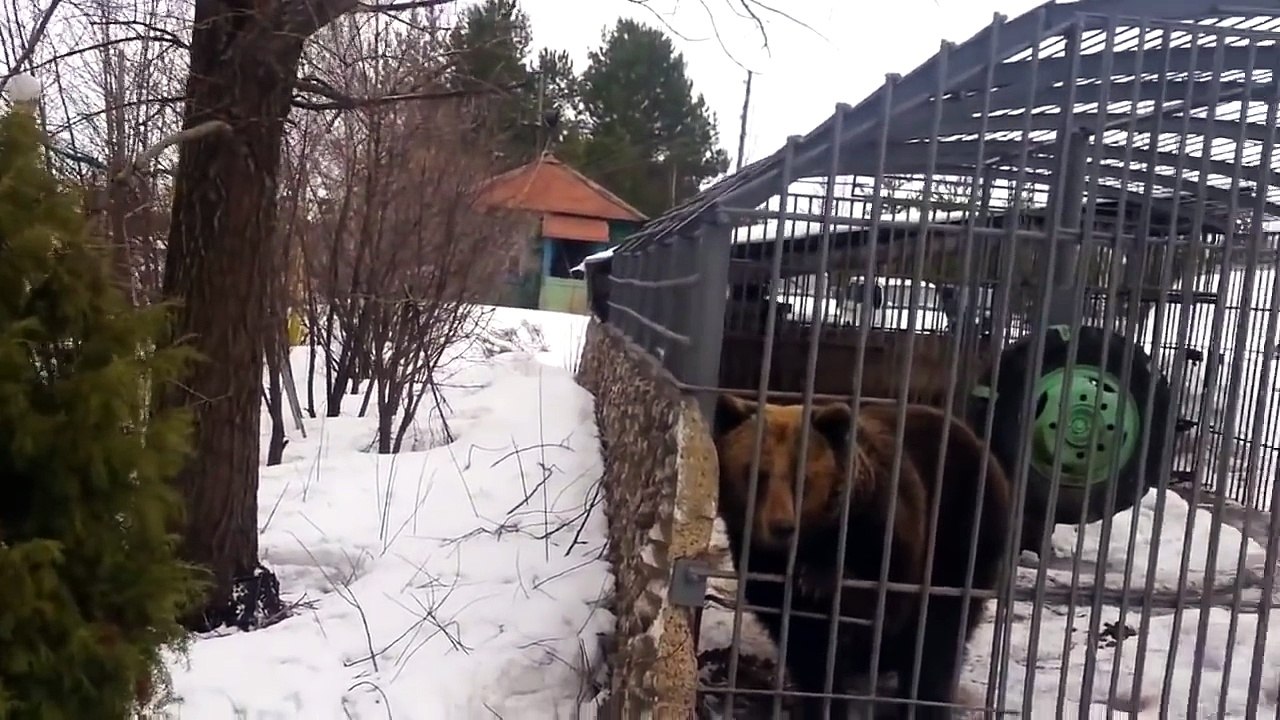 Ivre il carresse un ours et se fait défoncer ! Bravo les Russes