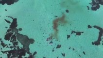 Un banc de requins tigres affamés déchiquettent une baleine
