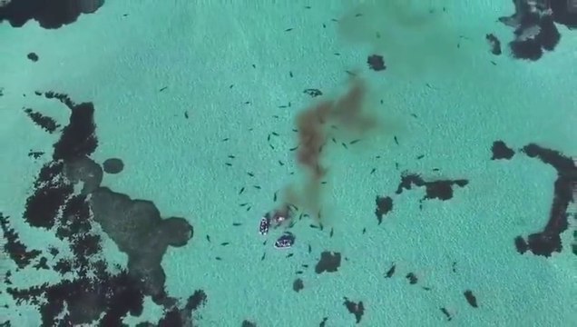 Un banc de requins tigres affamés déchiquettent une baleine