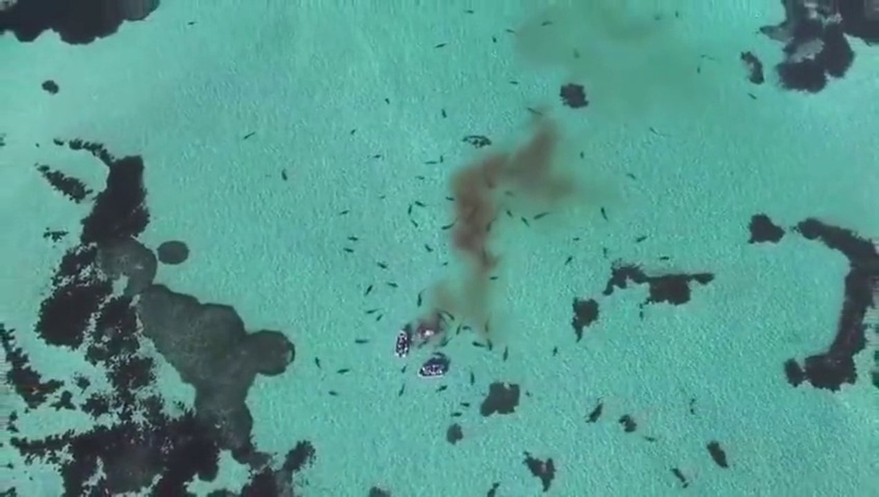 Un banc de requins tigres affamés déchiquettent une baleine