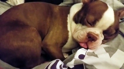 Ce chiot qui rêve c'est juste trop adorable!