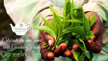 New Year Celebrations with Darjeeling Tea 2017-18
