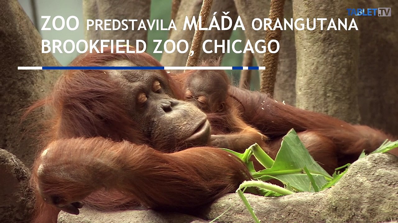 Návštevníkom chicagskej zoo predstavili mláďa orangutana