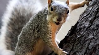 Happy Birthday to You - Sammie the Squirrel[1]