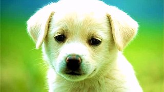 Happy Birthday! Funny Birthday Videos - Lilly the Lab Pup