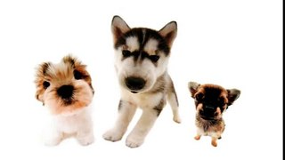 Happy Birthday Trio! - Funny Birthday Songs (Super cute Puppies edition)