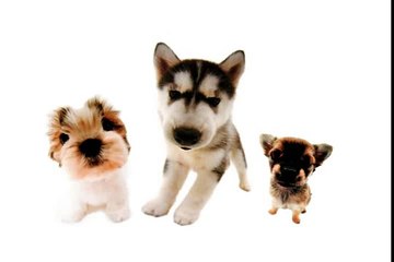 Happy Birthday Trio! - Funny Birthday Songs (Super cute Puppies edition)