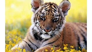 Happy Birthday! Funny Birthday Videos - Tigger the Tiger