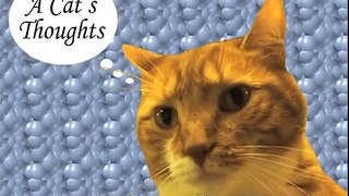 A Cat's Thoughts on Breast Implants-QOi9DTvlPqI
