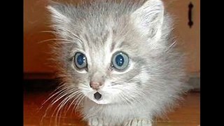 Happy Birthday to You - MewMew the Kitten
