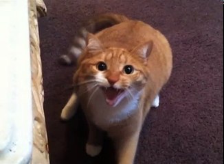 The Smiling Cat Part 12-Z0MzZMUFIUQ