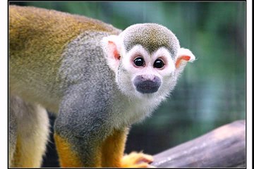 Happy Birthday Monkey Funny Video